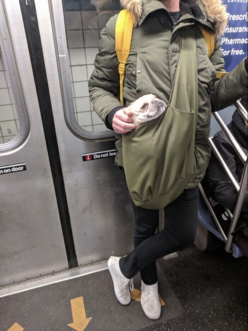 20+ animal travelers that enchanted all passengers 20+ animal travelers that enchanted all passengers