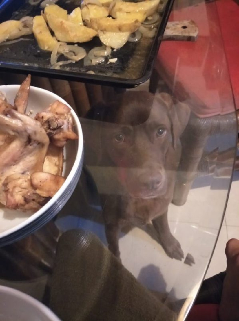 20 animales a los que simplemente no se les puede negar comida