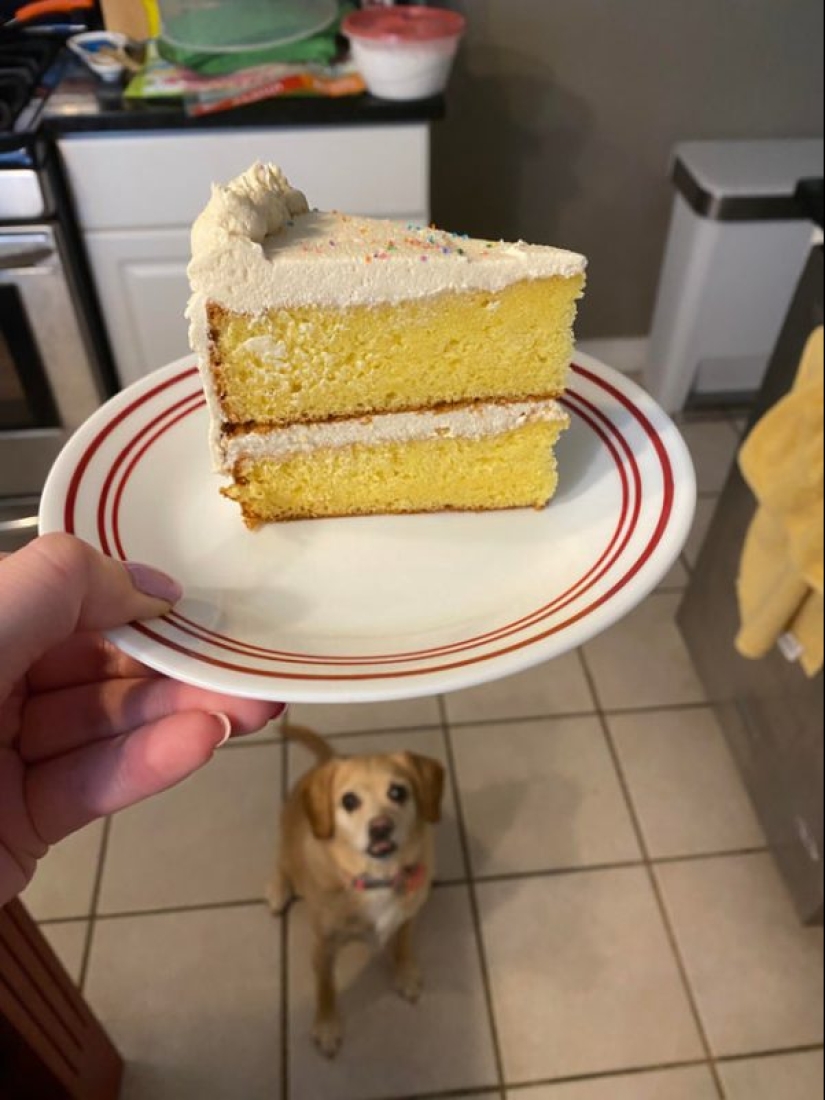 20 animales a los que simplemente no se les puede negar comida