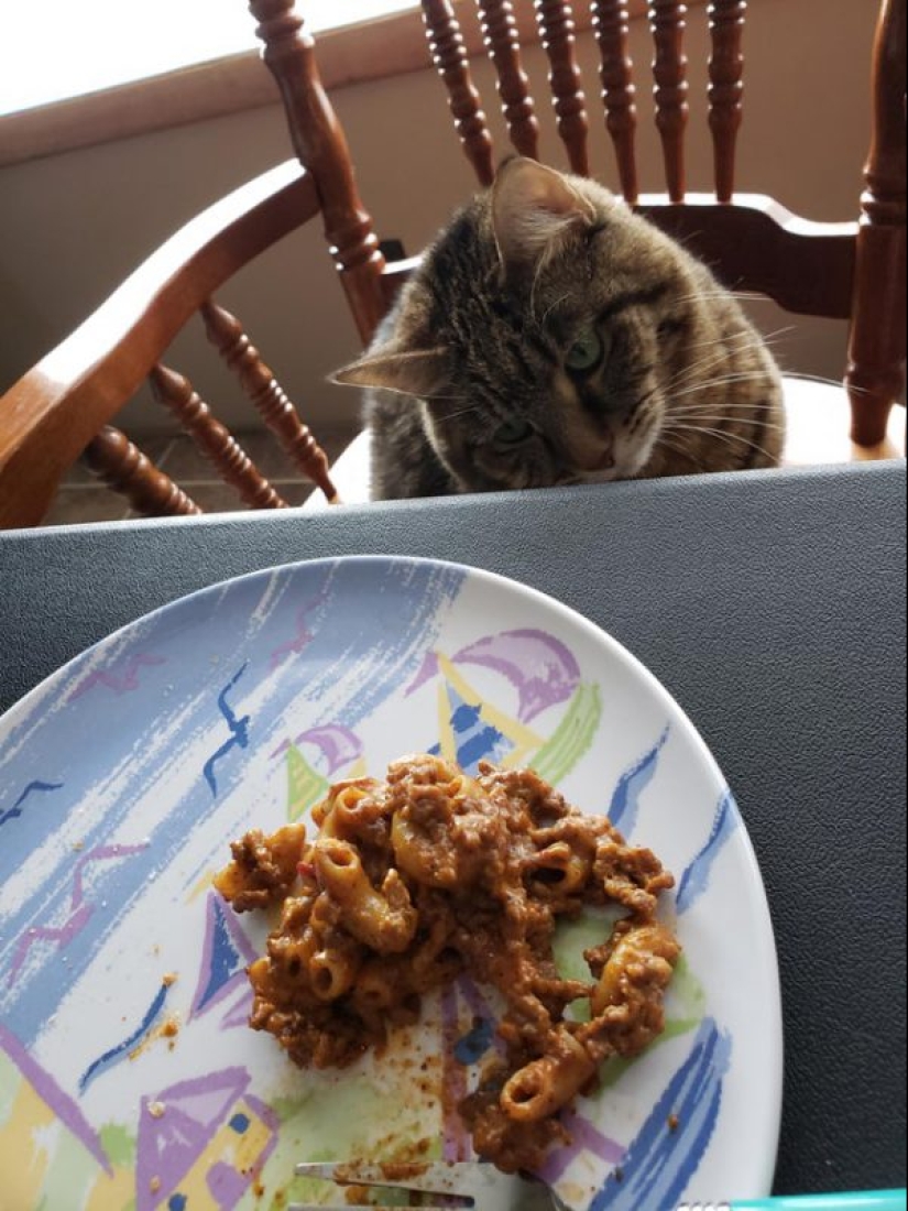 20 animales a los que simplemente no se les puede negar comida