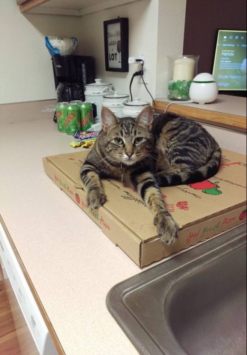 20 animales a los que simplemente no se les puede negar comida