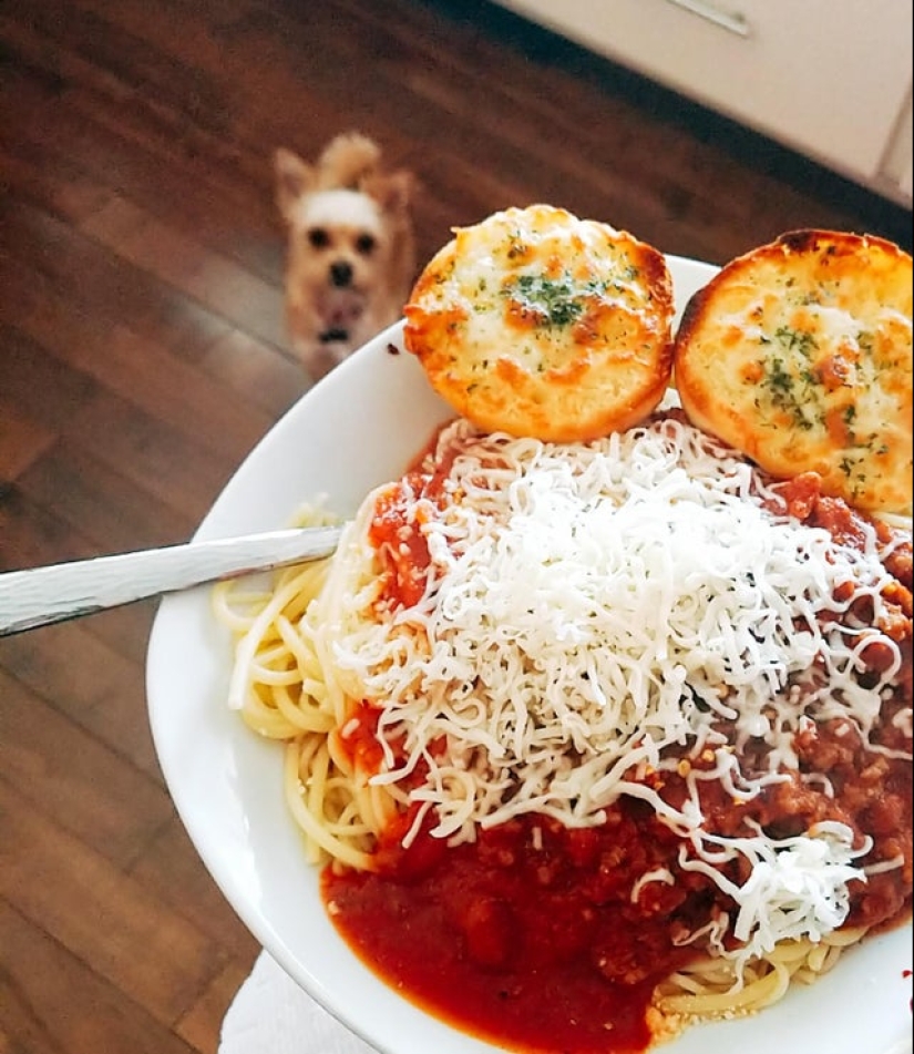 20 animales a los que simplemente no se les puede negar comida