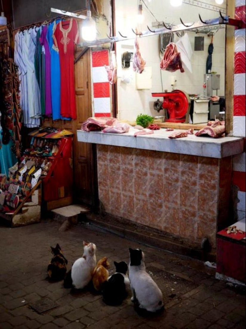 20 animales a los que simplemente no se les puede negar comida