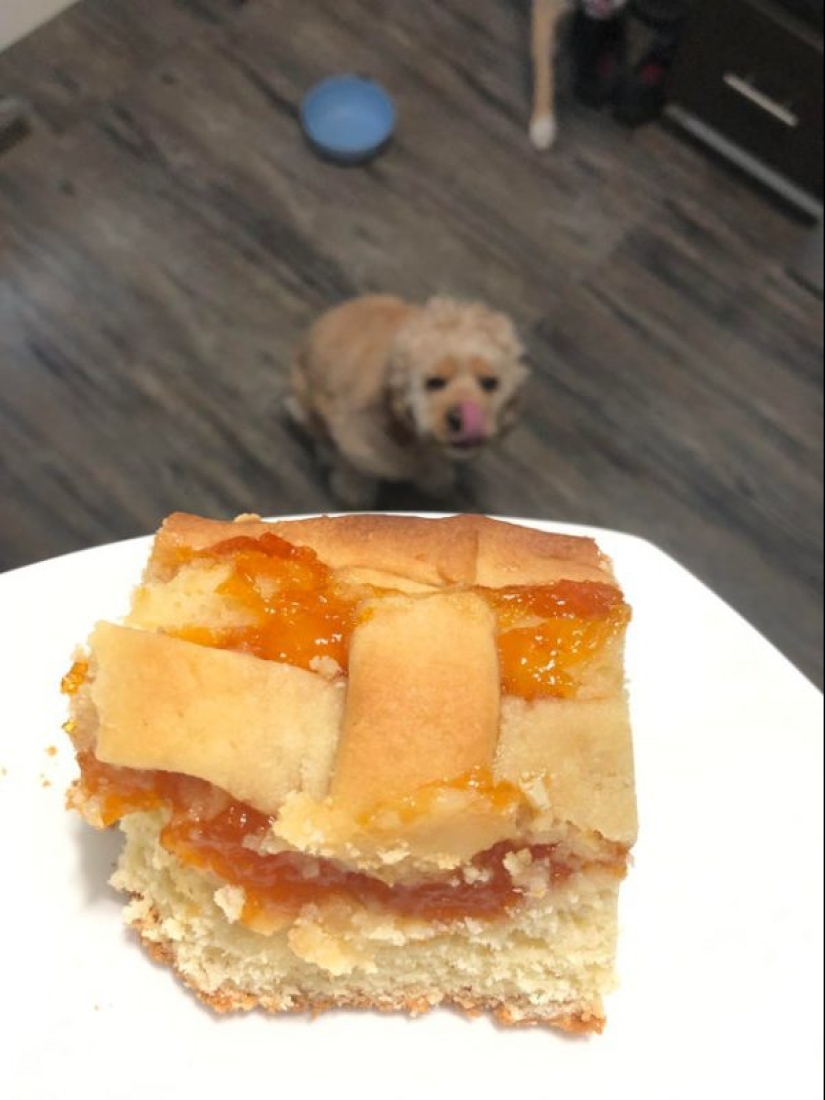 20 animales a los que simplemente no se les puede negar comida