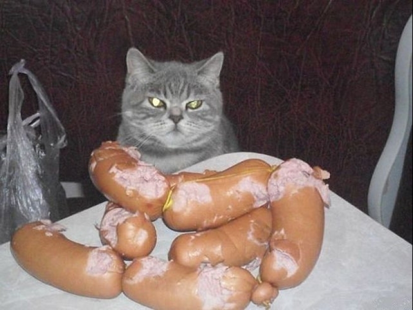 20 animales a los que simplemente no se les puede negar comida