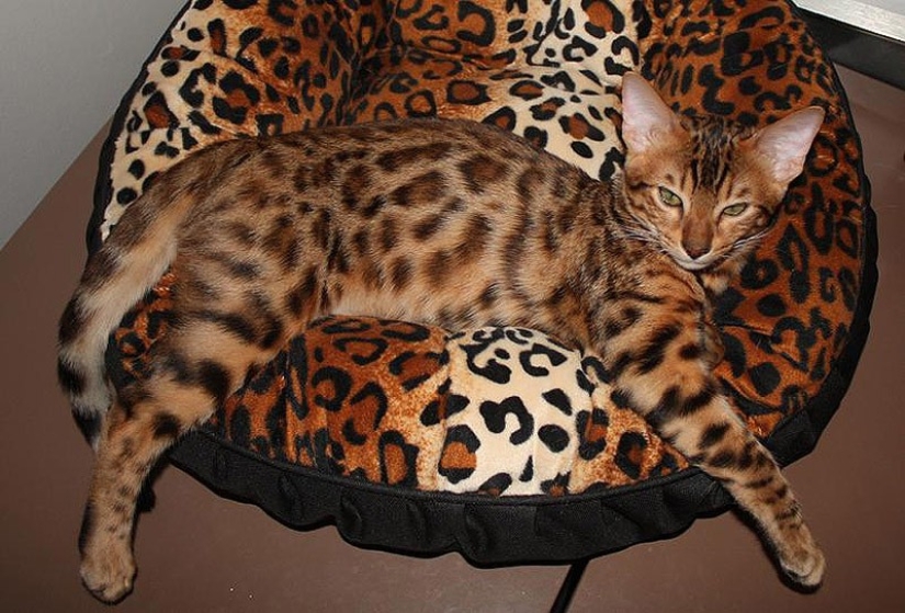 20 animales que se disfrazan de dioses