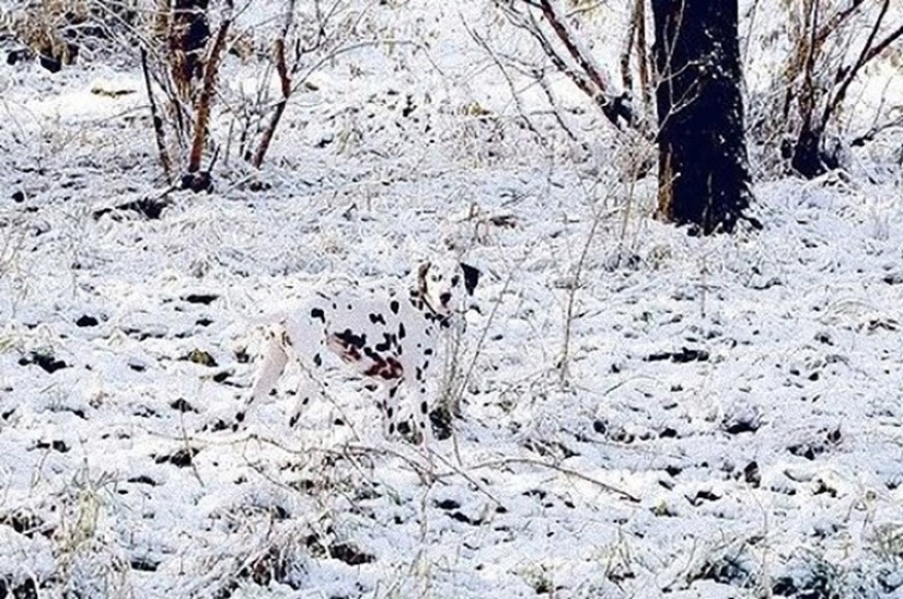 20 animales que se disfrazan de dioses