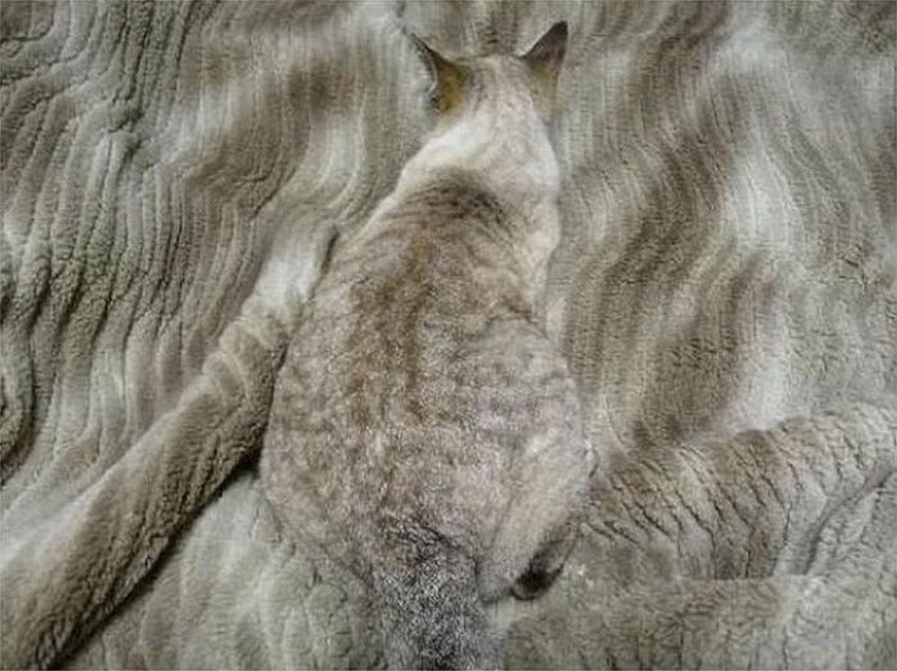 20 animales que se disfrazan de dioses