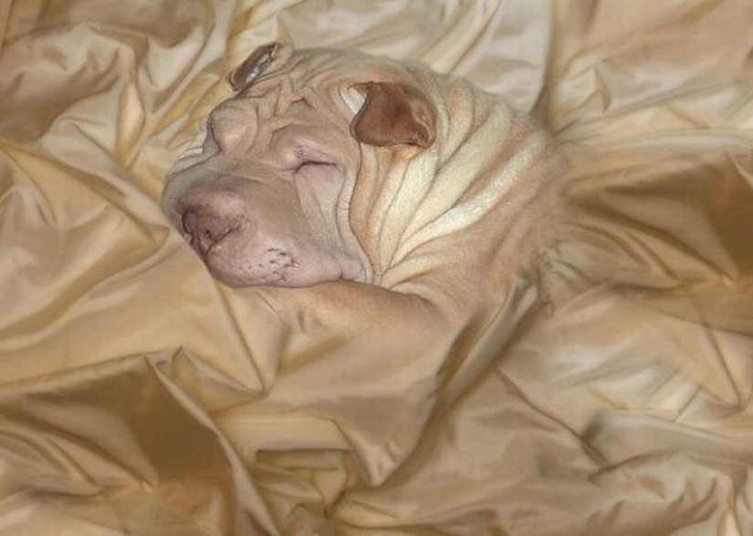 20 animales que se disfrazan de dioses