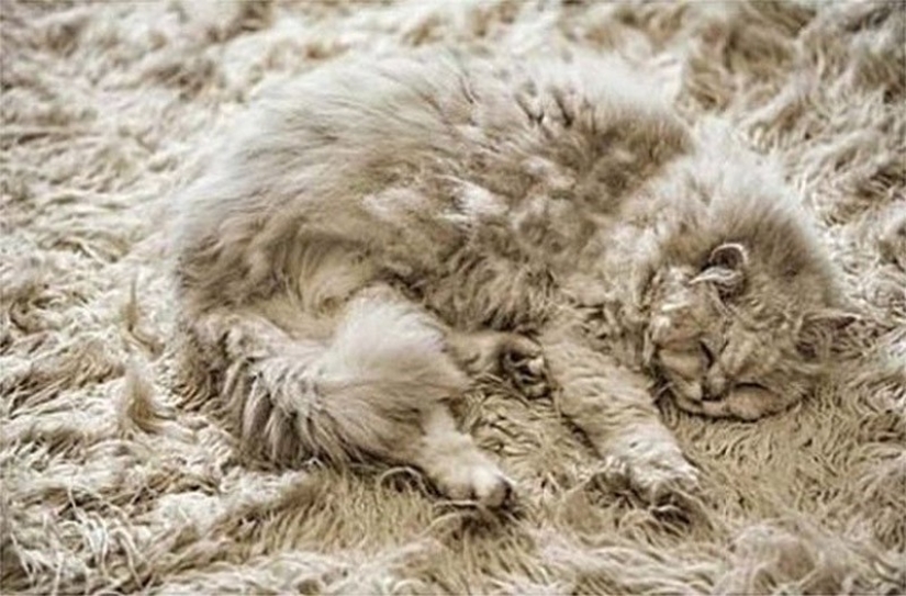 20 animales que se disfrazan de dioses