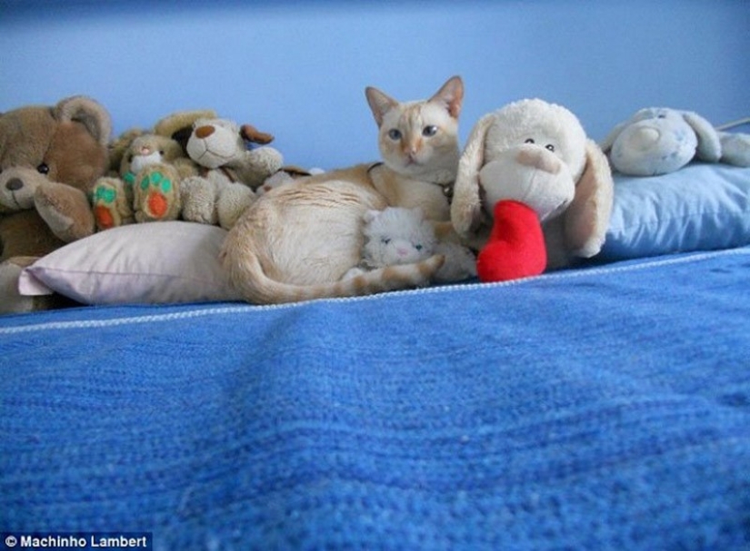 20 animales que se disfrazan de dioses