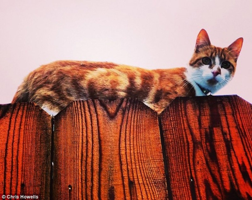 20 animales que se disfrazan de dioses