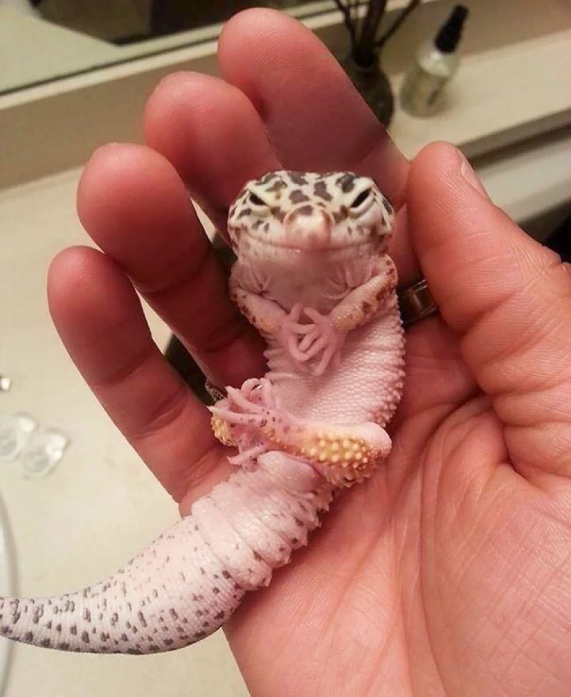 20 animales salvajes que están mejor sin cruzar la carretera