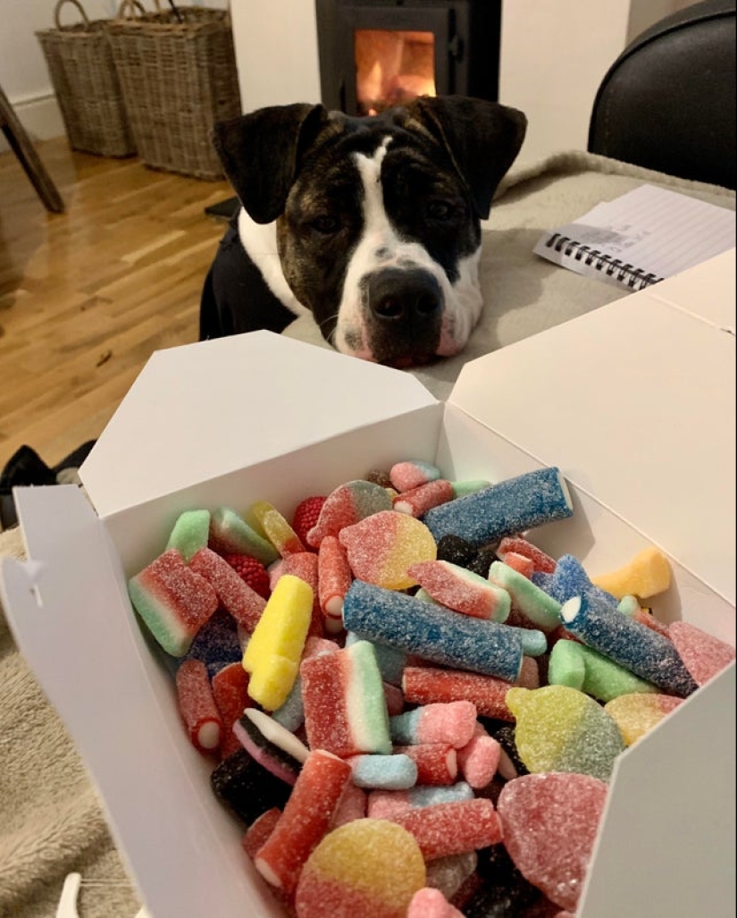 20 animals that simply cannot be denied food