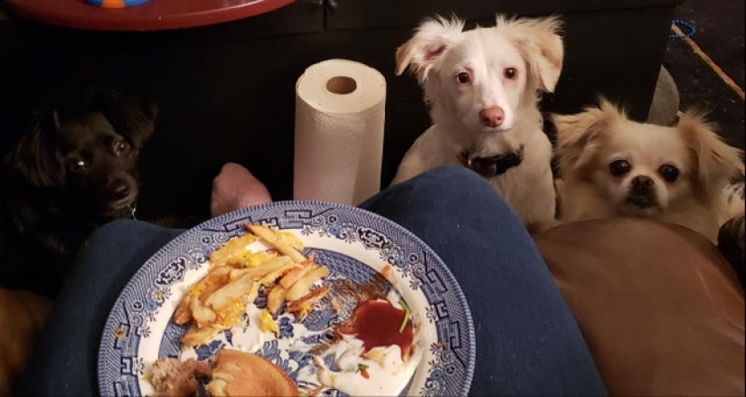 20 animals that simply cannot be denied food