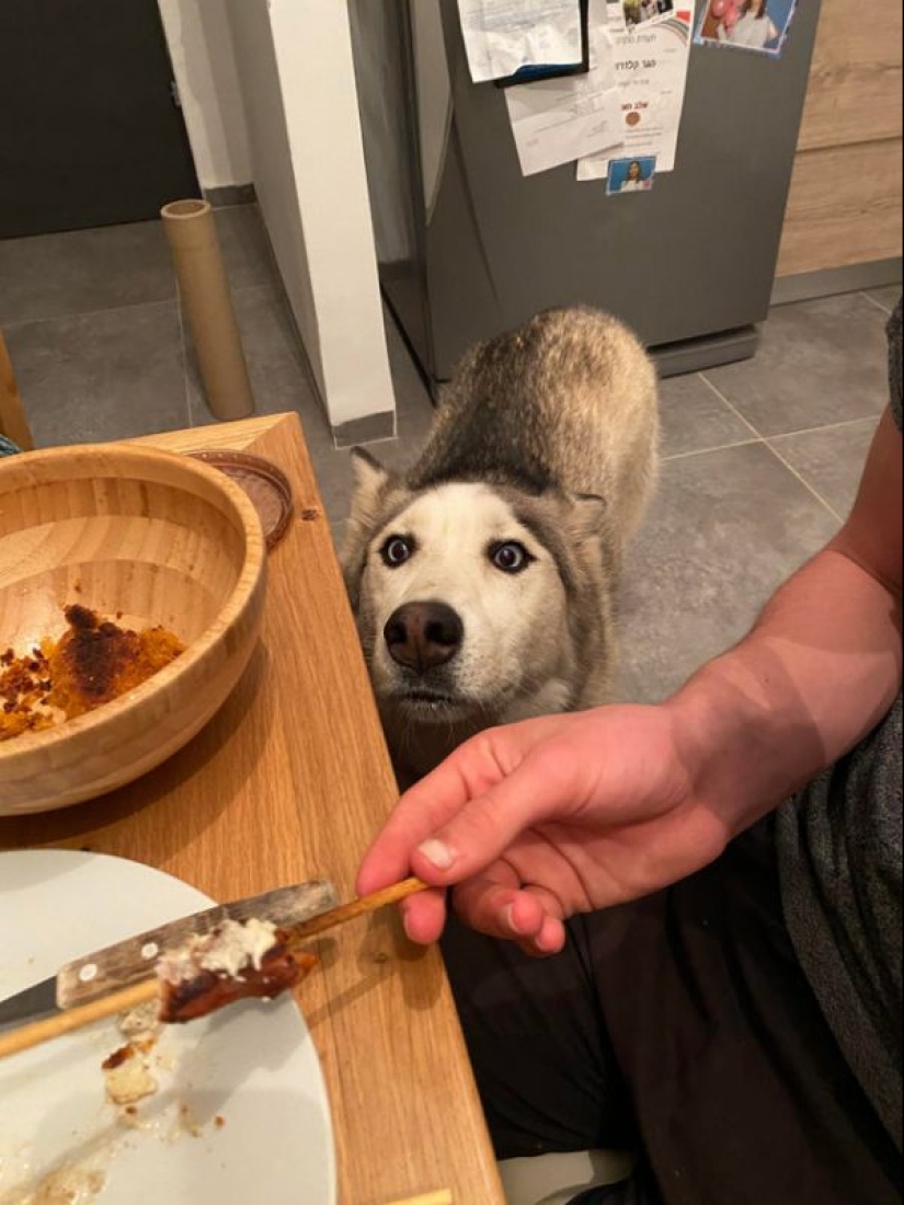 20 animals that simply cannot be denied food