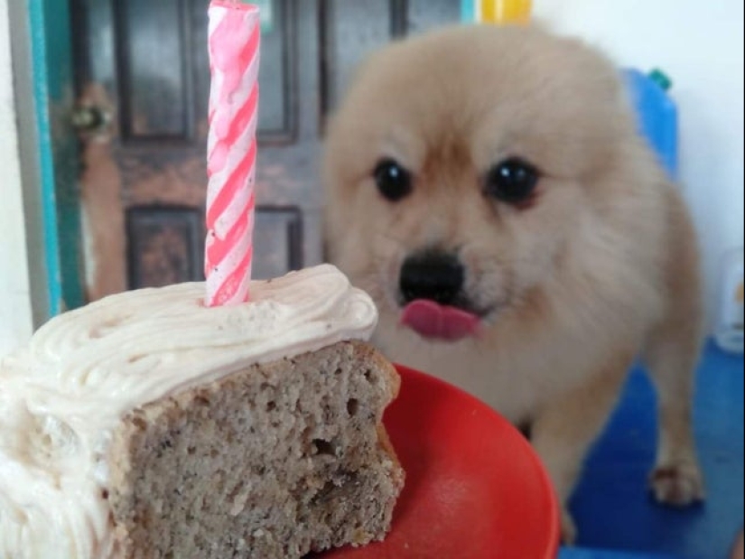20 animals that simply cannot be denied food