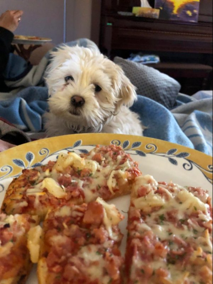 20 animals that simply cannot be denied food