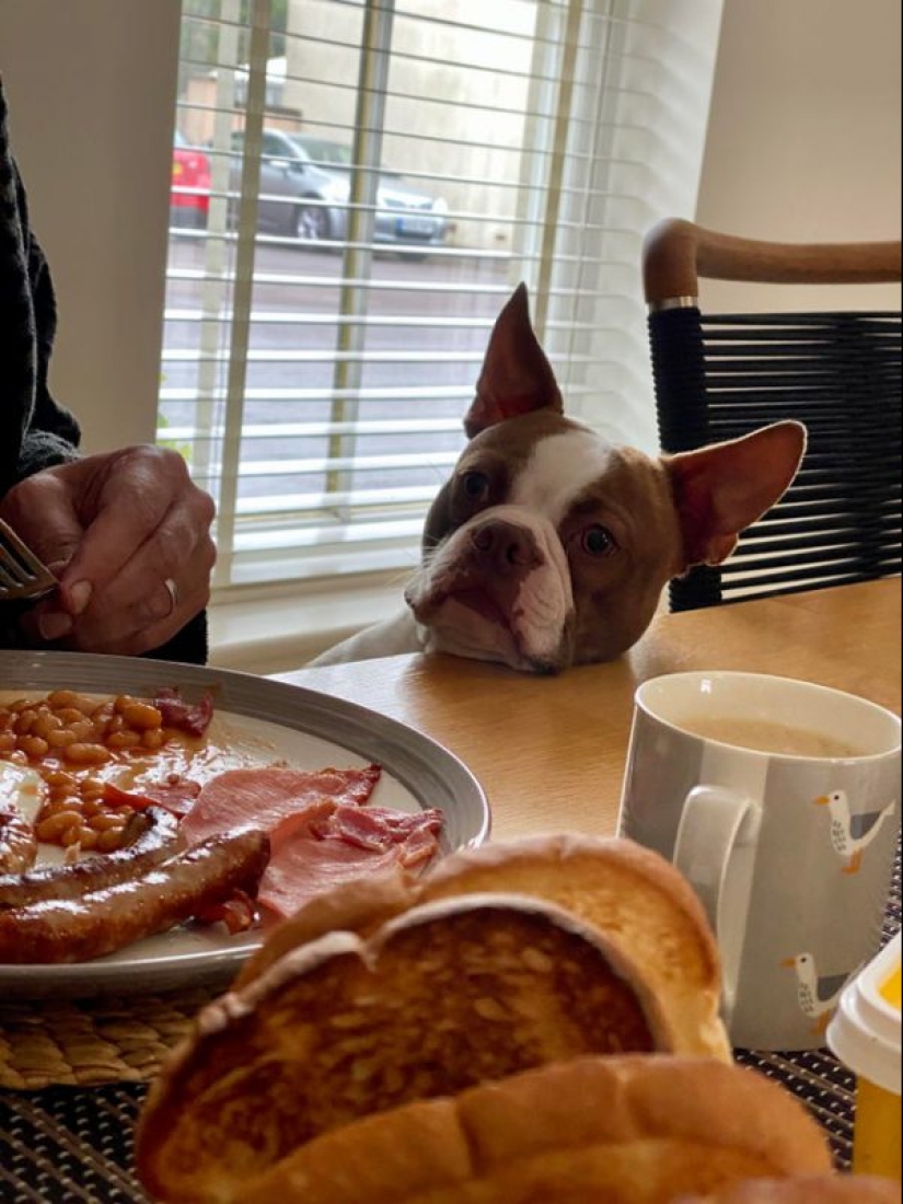 20 animals that simply cannot be denied food