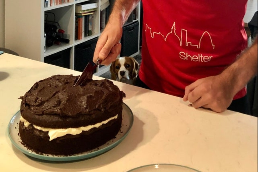 20 animals that simply cannot be denied food