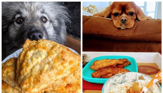 20 animals that simply cannot be denied food