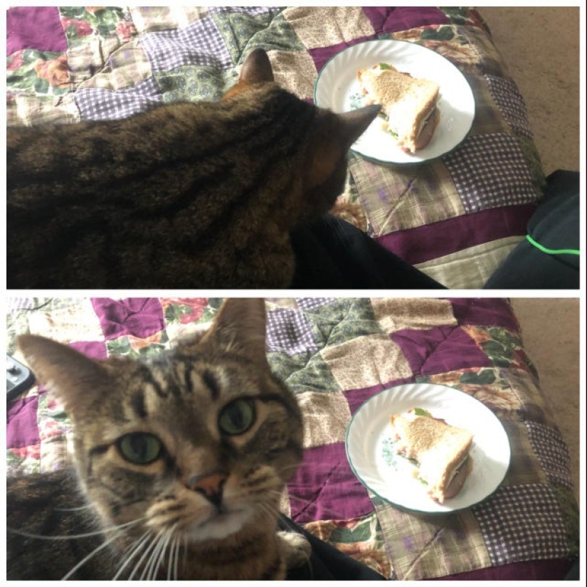 20 animals that simply cannot be denied food