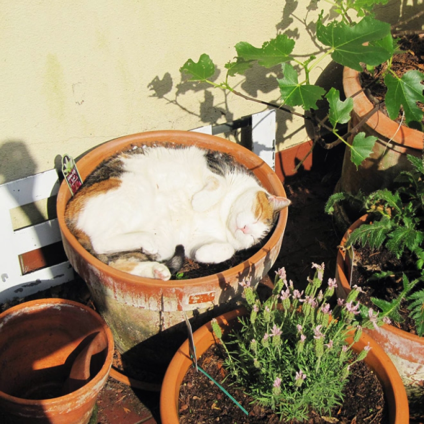 20 cat plants that require petting and eating