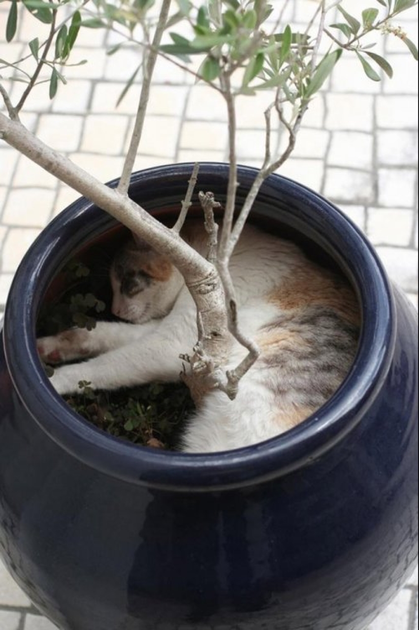 20 cat plants that require petting and eating