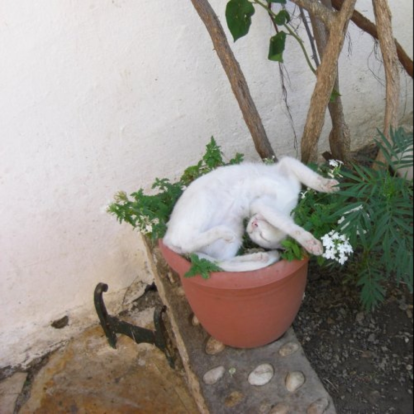 20 cat plants that require petting and eating