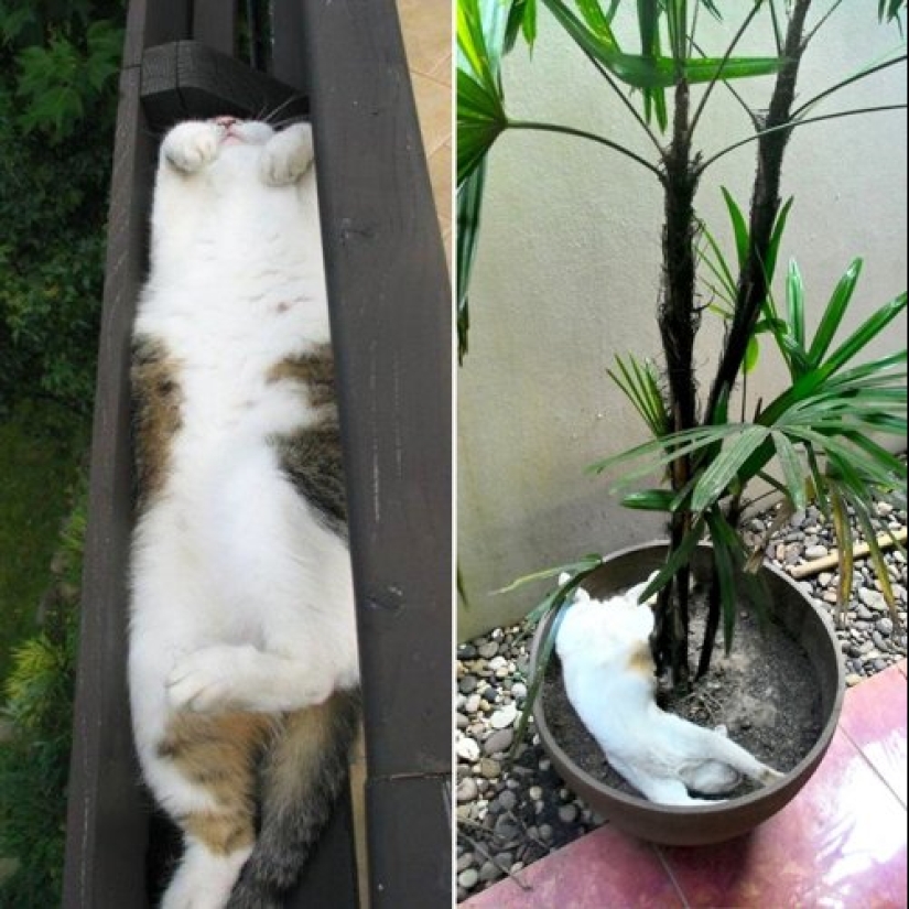 20 cat plants that require petting and eating