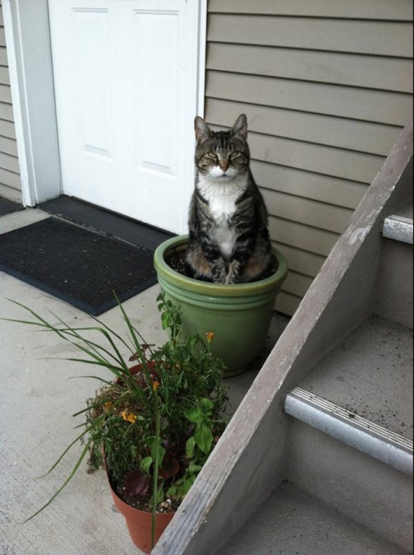 20 cat plants that require petting and eating