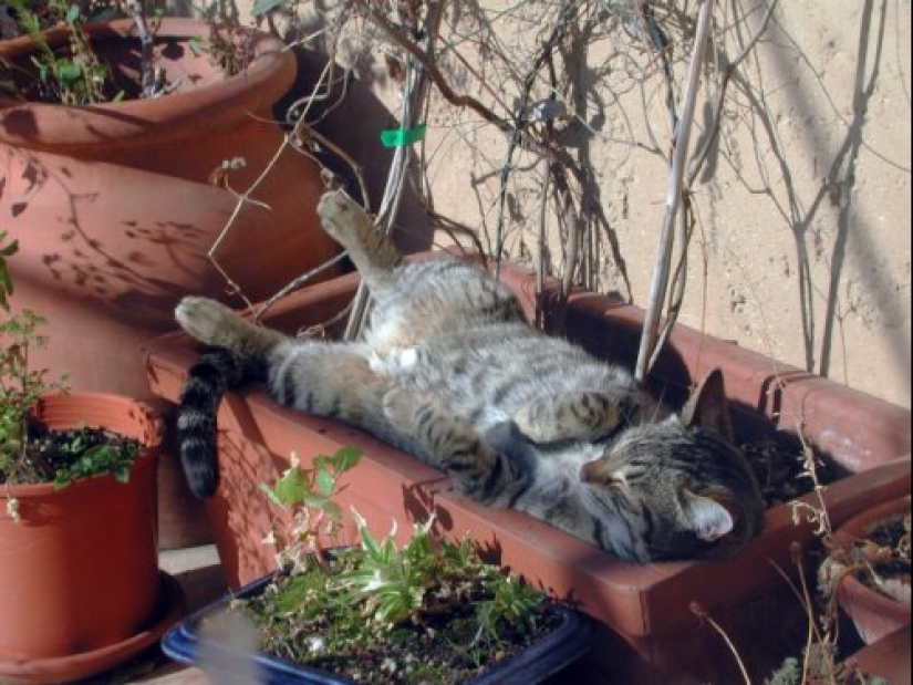 20 cat plants that require petting and eating