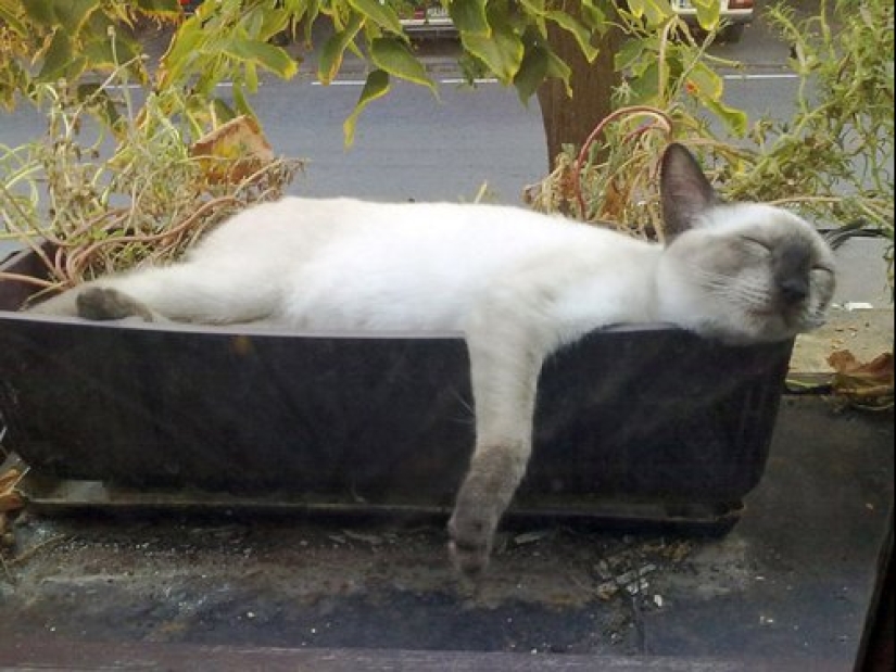 20 cat plants that require petting and eating