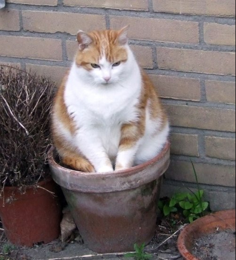 20 cat plants that require petting and eating
