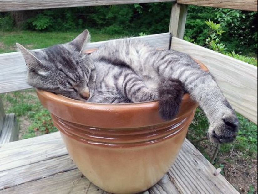 20 cat plants that require petting and eating