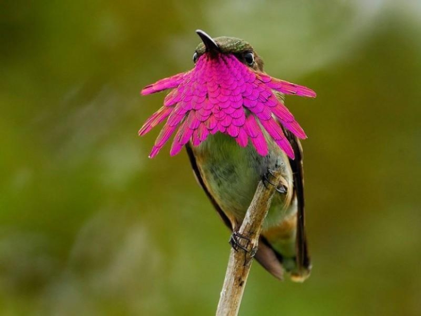 20 colibríes en primer plano-increíble belleza de pájaros diminutos