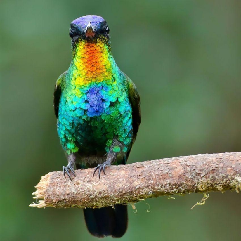 20 colibríes en primer plano-increíble belleza de pájaros diminutos
