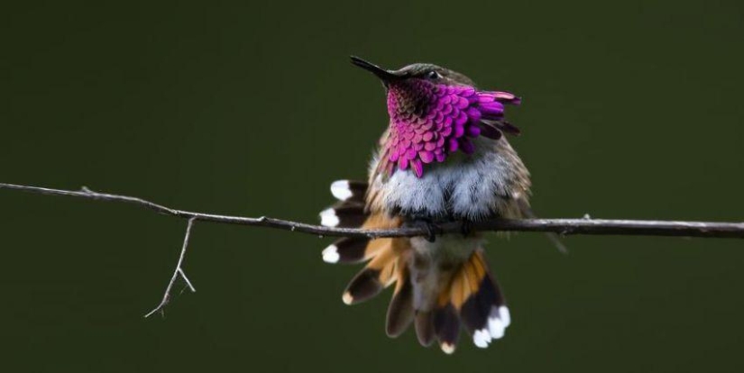 20 colibríes en primer plano-increíble belleza de pájaros diminutos