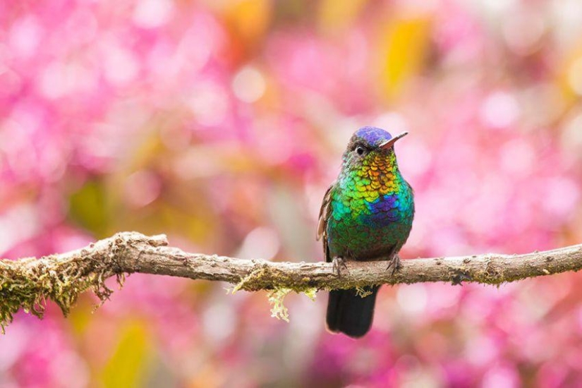 20 colibríes en primer plano-increíble belleza de pájaros diminutos