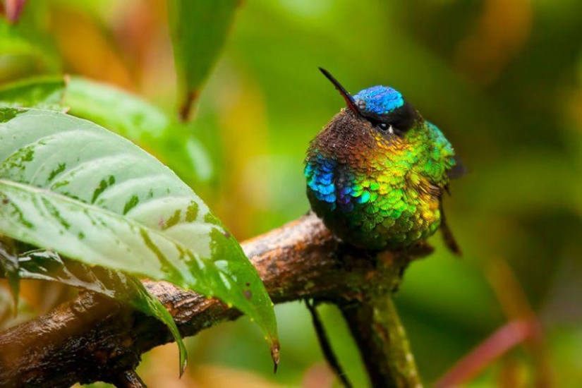 20 colibríes en primer plano-increíble belleza de pájaros diminutos