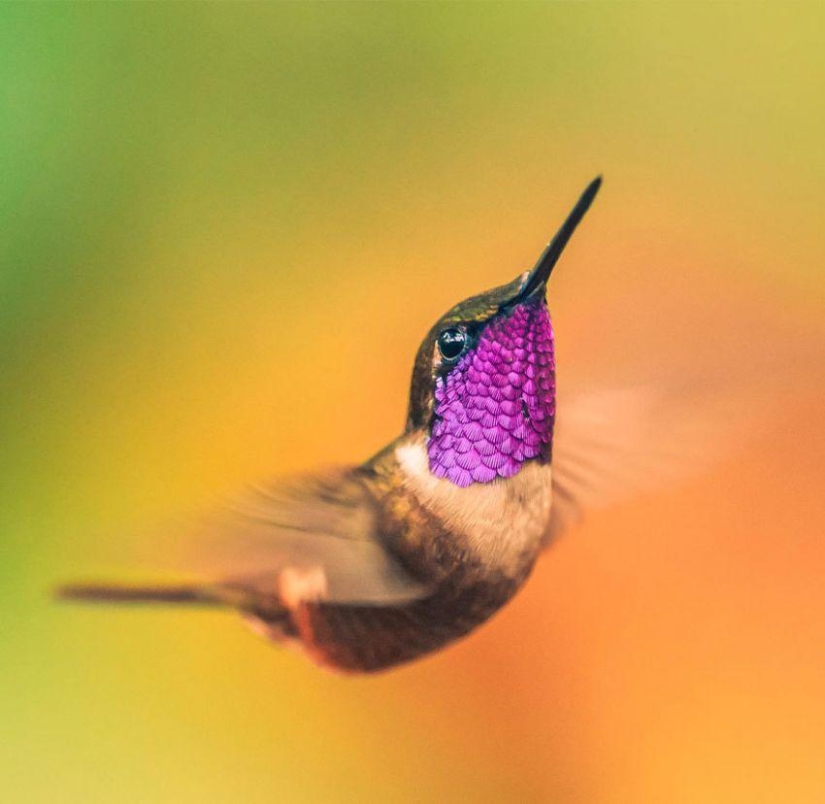 20 colibríes en primer plano-increíble belleza de pájaros diminutos