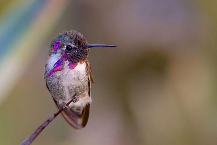 20 colibríes en primer plano-increíble belleza de pájaros diminutos