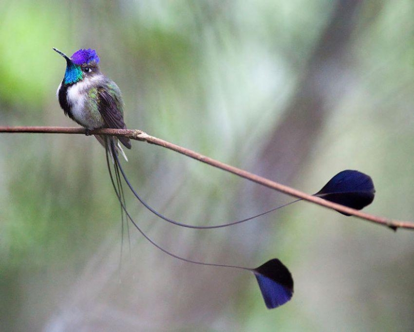 20 colibríes en primer plano-increíble belleza de pájaros diminutos