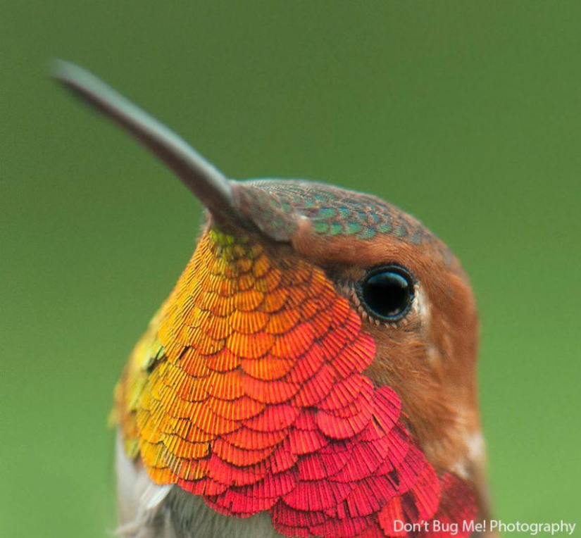 20 colibríes en primer plano-increíble belleza de pájaros diminutos