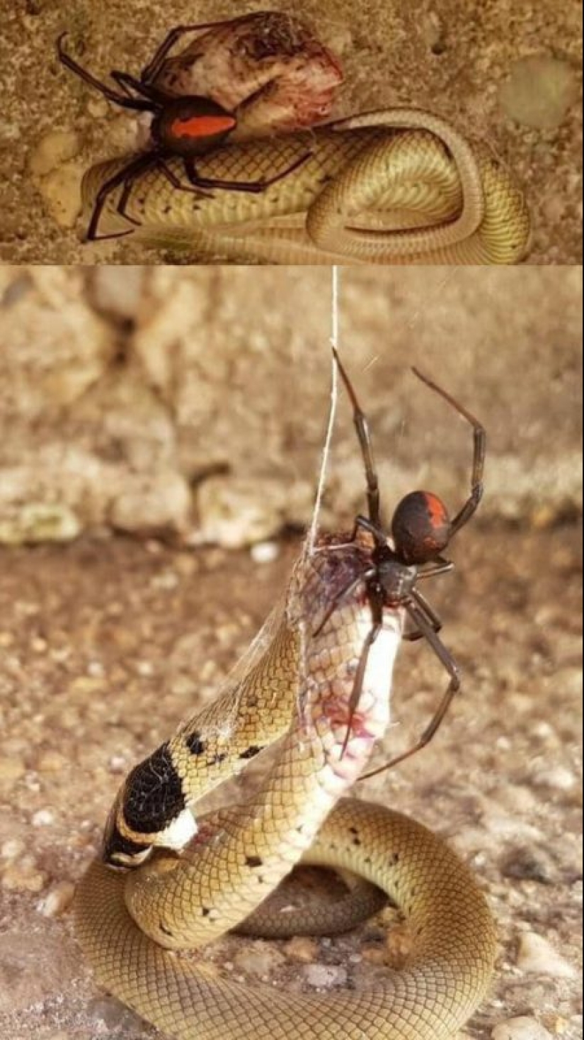 20 creations of nature that can cause horror even in a person with a strong psyche