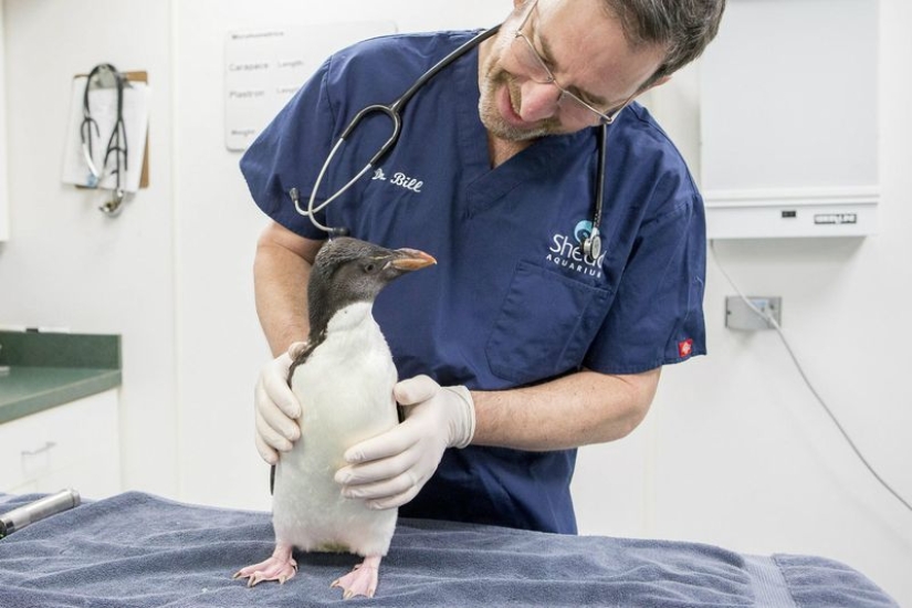 20 cute proofs that a veterinarian is a flying profession