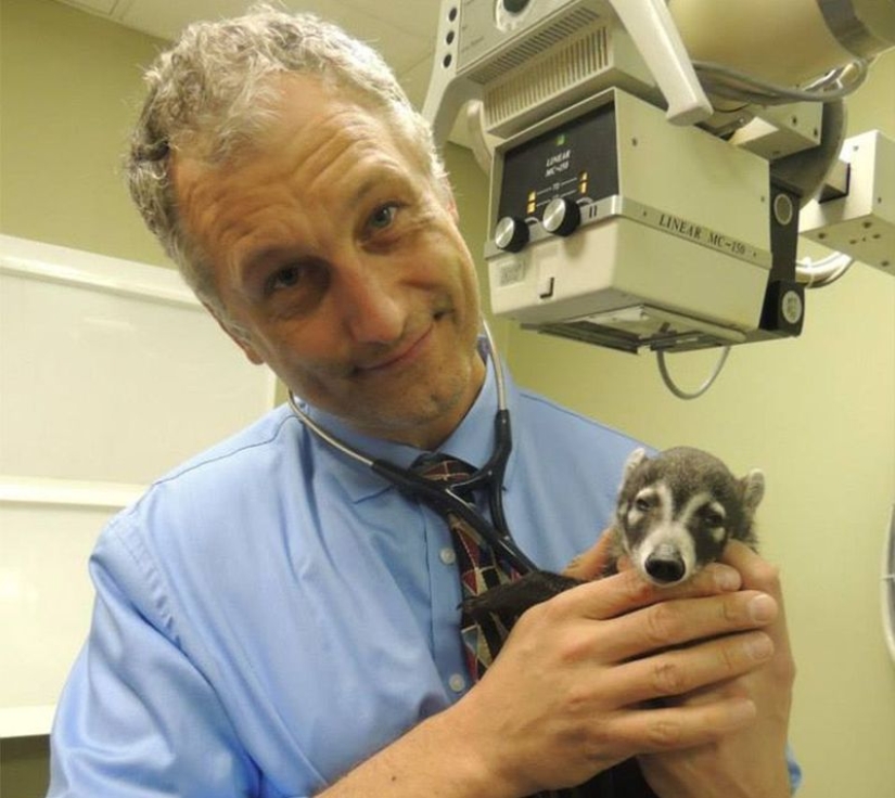20 cute proofs that a veterinarian is a flying profession