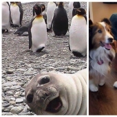20 cutest pictures that will make your day better