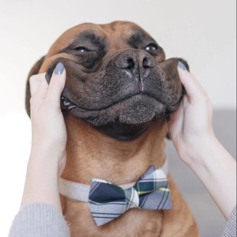 20+ de perros con las más lindas mejillas que son imposibles de no abrazar 20+ de perros con las más lindas mejillas que son imposibles de no abrazar