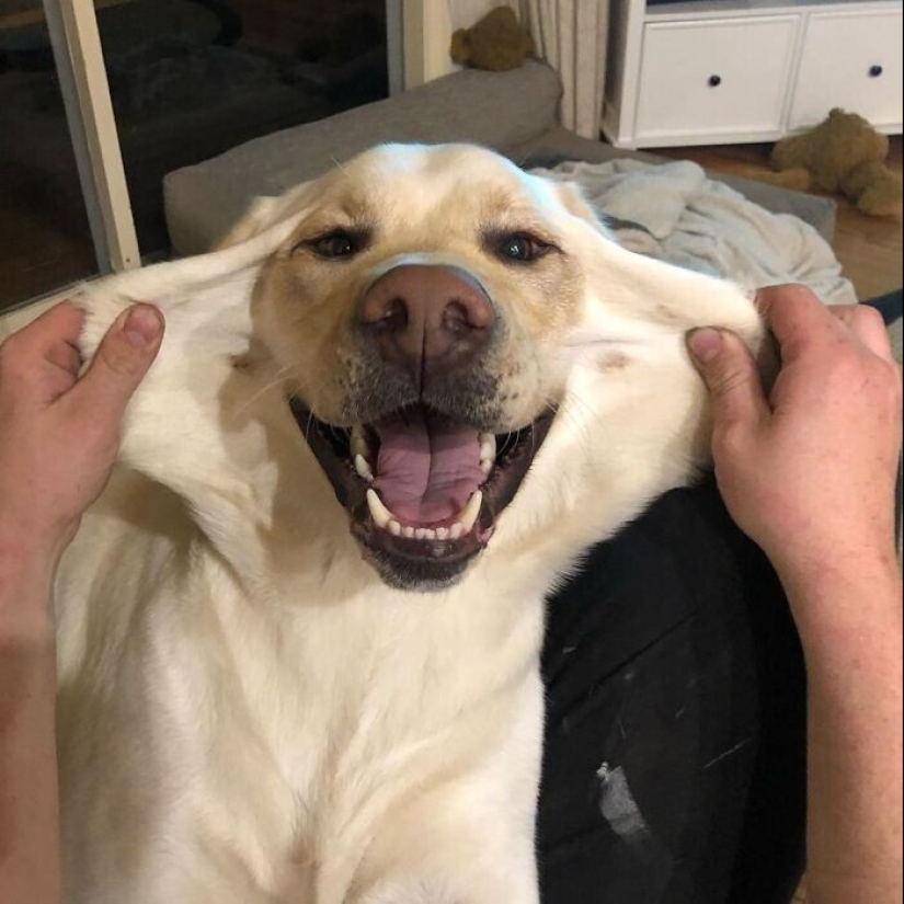 20+ de perros con las más lindas mejillas que son imposibles de no abrazar 20+ de perros con las más lindas mejillas que son imposibles de no abrazar